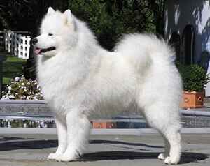 AM CH PEBBLES’ RUN HAMMY DAVIS JR